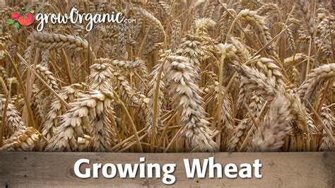 How To Grow Wheat Organically Youtube