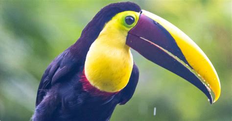 Toucan Bird Facts Az Animals
