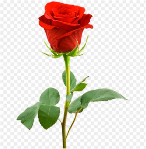 Single Rose Flower Hd Png Image With Transparent Background Toppng