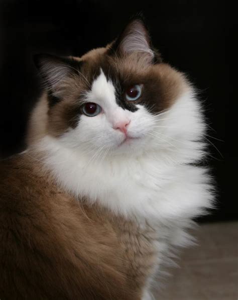 Ragdoll Cat Photos To Make You Need Huggable Kitty Lovetoknow
