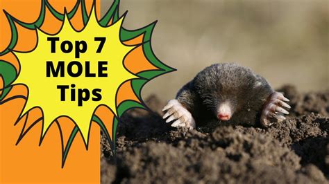 How To Get Rid Of Moles In Your Yard Youtube