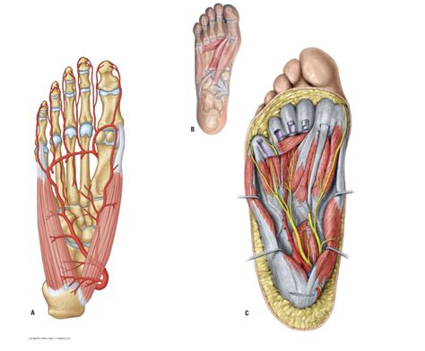 Posterior Foot Arteries Nerves Muscles Diagram Quizlet