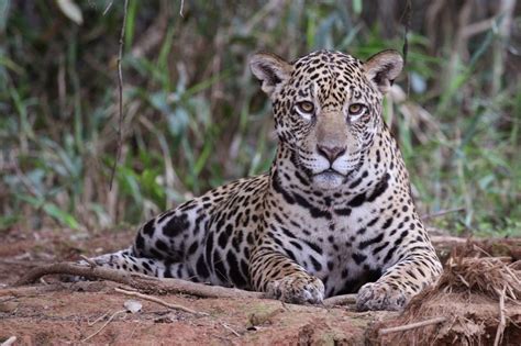 Its Up To Us To Protect Jaguars From Extinction The Yucatan Times