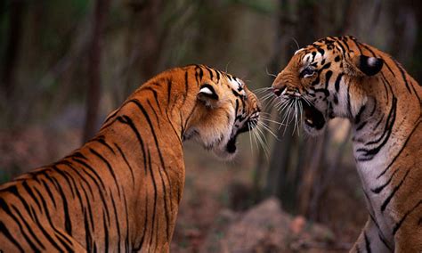 Species Spotlight Tiger Pages Wwf