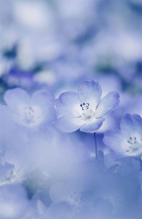 Periwinkle Wallpaper Hd Periwinkle And Tinkerbell Periwinkle