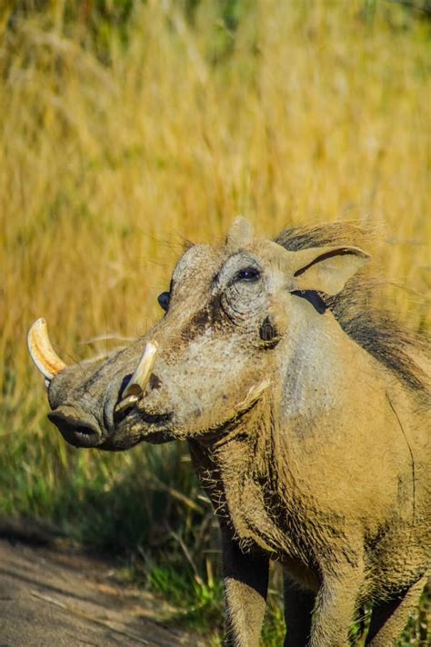452 Common Warthog Kruger National Park South Africa Stock Photos