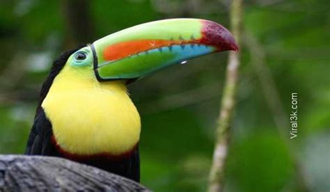 Beautiful Colored Animals Of Amazon Rainforest Viral3k