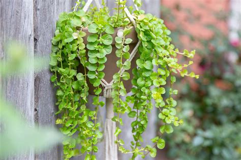 Creeping Jenny Plant Care And Growing Guide