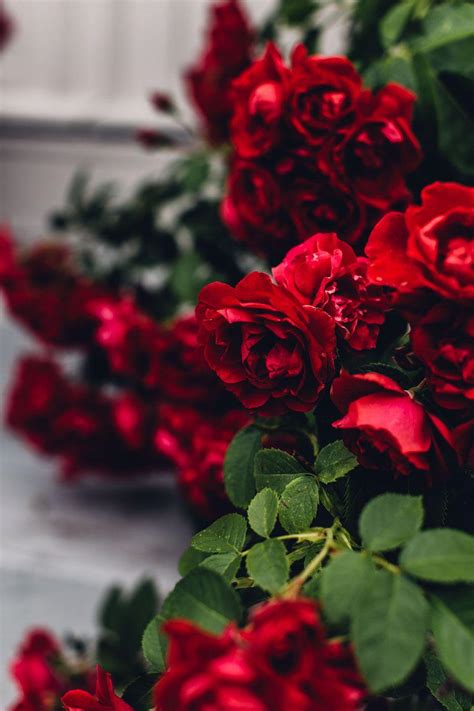 Red Rose Aesthetic Wallpapers Wallpaper Cave