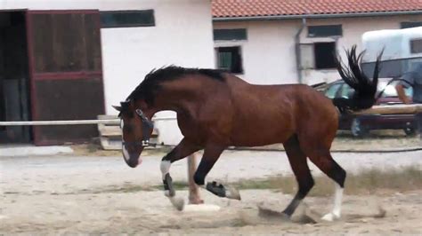 bulgarian horse youtube