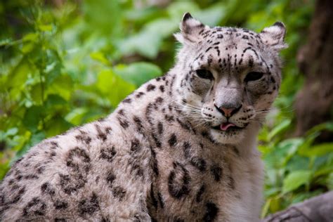 Posting Snow Leopards Every Day Day 406 Rsnowleopards