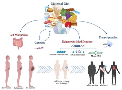 Personalized Nutrition New Approach For Modulating Gut Microbiota