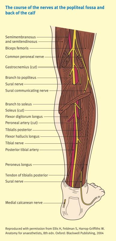 The Nerves Of The Leg And Foot Anaesthesia And Intensive Care Medicine