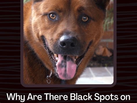 Black Spot On Dogs Tongue Tongue Spots In Labs And Other Dogs