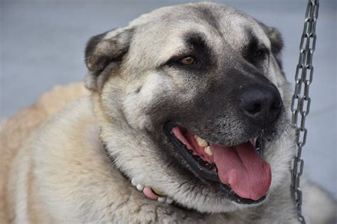 Everything You Need To Know About The Kangal Dog