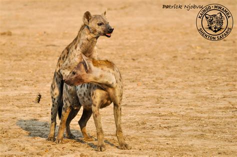 Video Hyenas Mating In Broad Daylight Africa Geographic