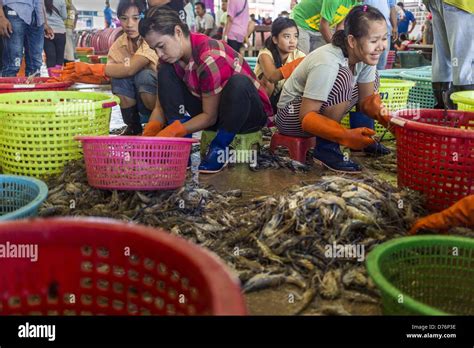 April Mahachai Samut Sakhon Thailand Burmese Women Work In A Shrimp Processing