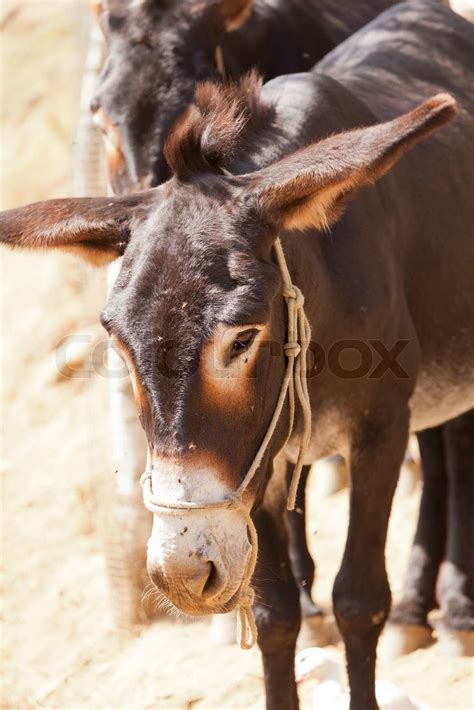 Catalan Donkey Stock Image Colourbox