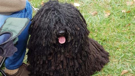 Puli Information And Dog Breed Facts