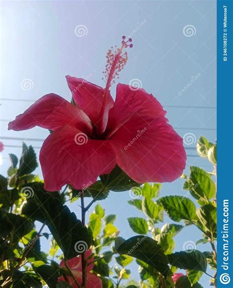 Gumamela Stock Photo Image Of Lovely Flower Five 246108272
