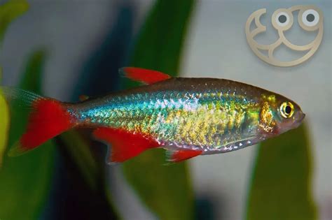 Bloodfin Tetra Aphyocharax Anisitsi Fish Profile And Care Guide