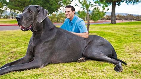The Biggest Dogs In The World Youtube