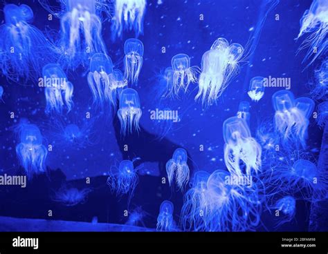 Beautiful Colorful Poisonous Box Jellyfish Jellyfish In Aquarium With