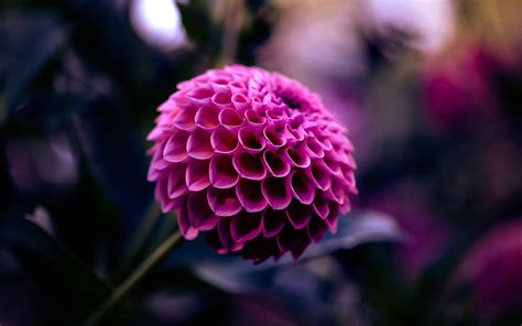 Nature Dahlia Hd Wallpaper By Ronny Olsson