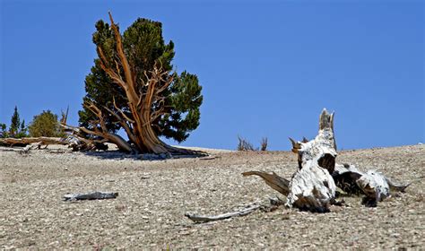 Ancient Bristlecone Pine Forest The Nevada Travel Network