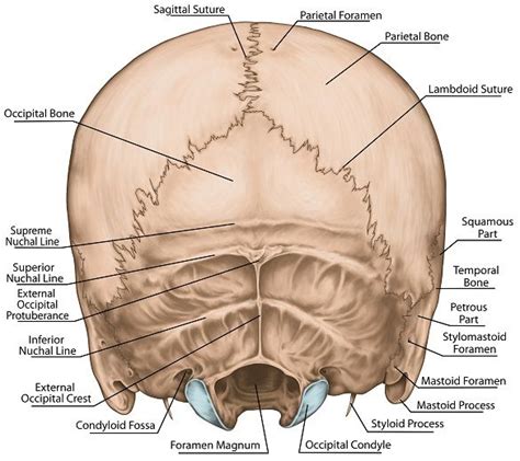 Nape Anatomy Below Occipital Bone