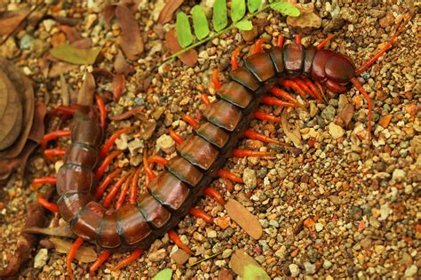 Orange Legged Centipede Alephrocco