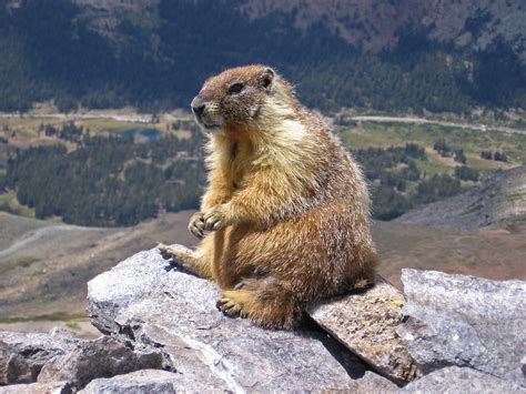 Filemarmot Edit1 Wikipedia