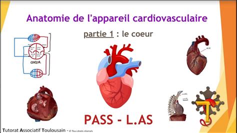 Anatomie De Lappareil Cardiovasculaire Partie 1 Le Cœur Tutorat