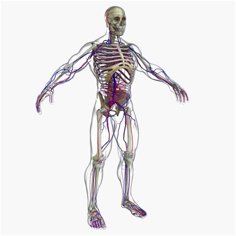 The 3d character available here: Male Full Body Anatomy 3D Model