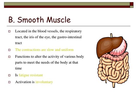 Ppt Muscle Structure And Function Powerpoint Presentation Free
