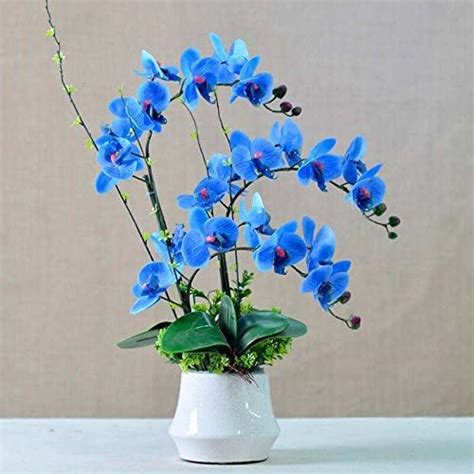 20 Pcs Rare Orchid Bonsai Blue Butterfly Orchid Seeds Beautiful Phalaenopsis