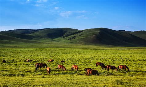 spectacular views   mongolia grassland   china global times