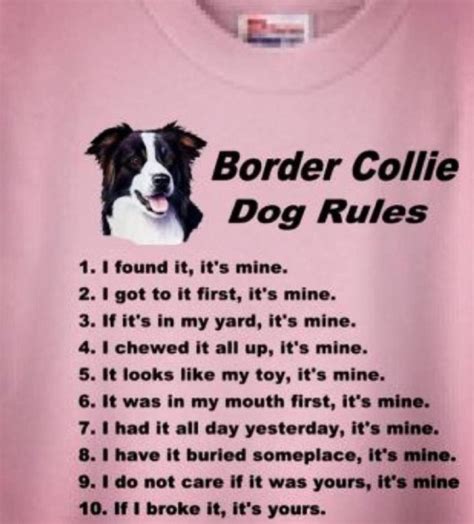 Get a border collie… 6. Border collie Jokes