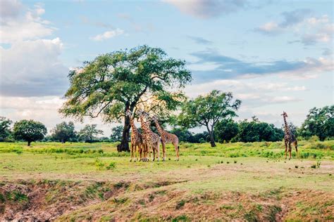 Inside Zambia S South Luangwa National Park • Your Ultimate Safari Guide