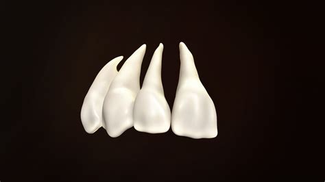 Teeth Pack 3d Model Turbosquid 1683732