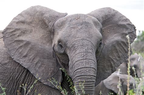 Fileangry Elephant Ears Wikipedia