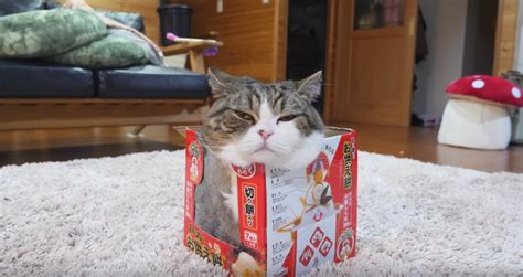 Maru Loves His Box Videos Viralcats At Viralcats