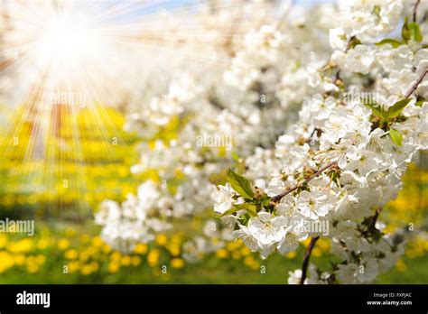 Sun Rays Ray Hi Res Stock Photography And Images Alamy