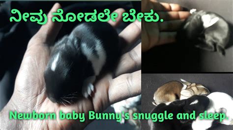 Newborn Baby Bunnies Snuggle And Sleep Birdshouse Youtube