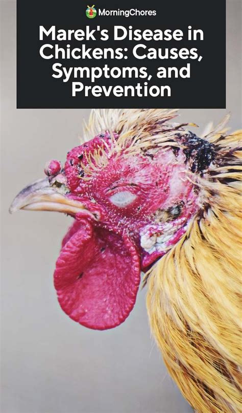 Mareks Disease In Chickens Causes Symptoms And Prevention