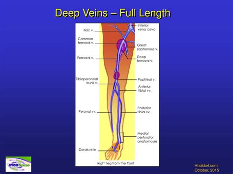 Ppt Lower Extremity Venous Anatomy Son 1311 Cross Sectional Anatomy
