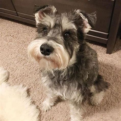 Fun Miniature Schnauzer Pup Temperament Miniatureschnauzergrooming