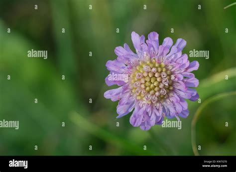 Pincushion Flower Scabiosa Columbaria Stock Photo Alamy