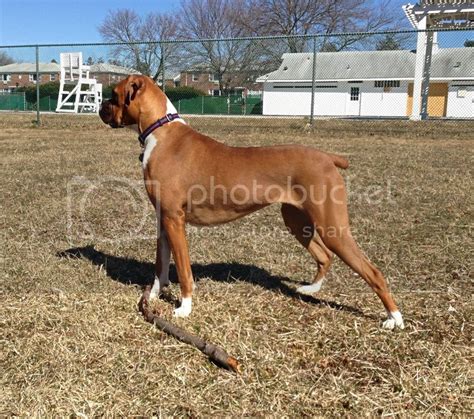 Hives That Just Wont Quit Boxer Breed Dog Forums