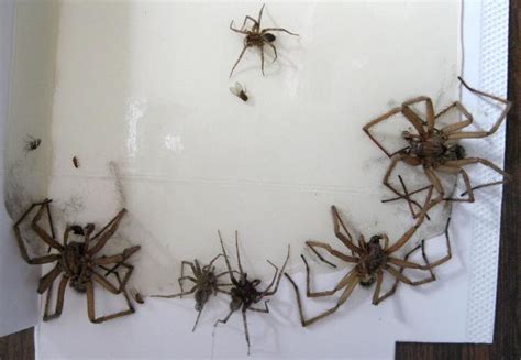 Basement Spider Cellar Spiders Of Kentucky University Of Kentucky